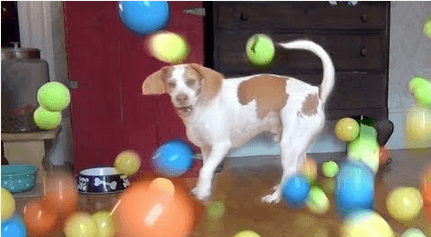 【犬おもしろ動画集】『犬VSドアストッパー』　～遊ぶの大好き犬の映像～  