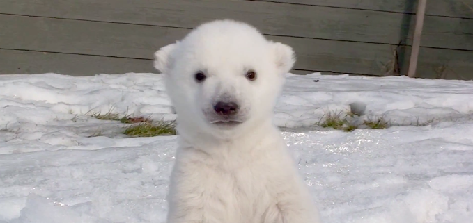 初めて雪をみたシロクマの赤ちゃんの反応がめちゃ可愛い ポケッチ