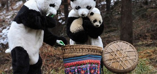 パンダ保護センターによるパンダを自然に帰す時の誘導方法がカワイイ