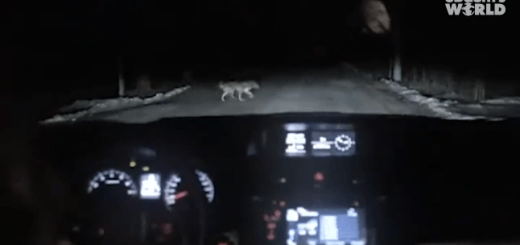 誰が真夜中に彼女を置き去りにしたのか？