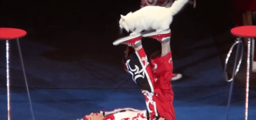 芸達者な猫が大活躍するロシアのサーカスが話題に！