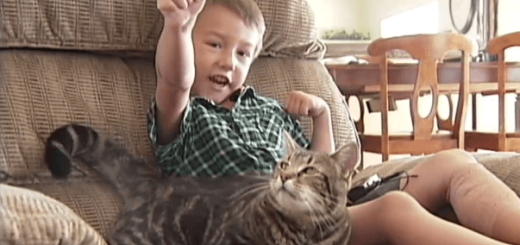 犬に襲われた少年を体当たりで撃退した猫の勇気に世界中が涙。