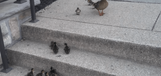 小さなコガモ VS 階段 が思わず応援したくなるほどキュート♡