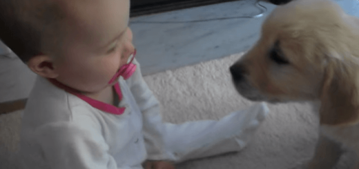 赤ちゃんと子犬のはじめての出会いがカワイすぎてほっこりする