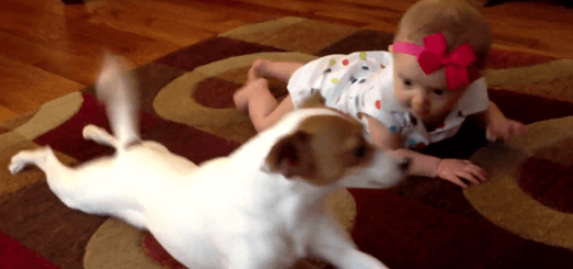 ワンコ先生による赤ちゃんのためのハイハイ講座