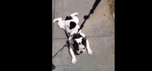 犬「おうちに帰るのは嫌だ！おうちに帰るのは嫌だ！！」