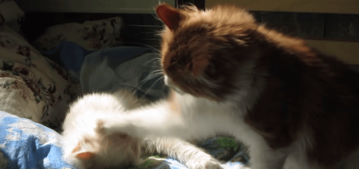 ネコAさん「ウトウトしてたのに突然連続ネコパンチ喰らったにゃん。」