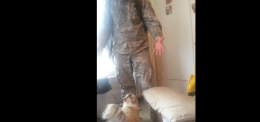 犬顔負け？軍役から帰宅した主人を熱烈歓迎するネコ