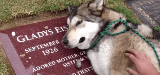 飼い主だったおばあちゃんのお墓の前でむせび泣く犬