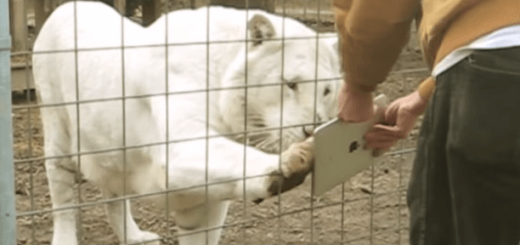 ipadの猫用アプリを“ネコ科の猛獣”たちにやらせてみた！