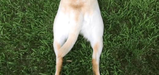 効率的？ ワンちゃんのズボラな“伏せ”の方法がナナメ上