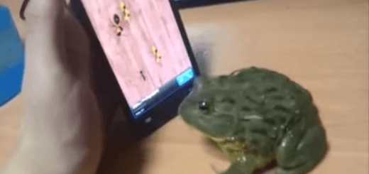 画面にうつる虫を食べられなかったカエル、まさかの八つ当たり