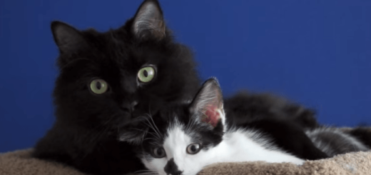 険悪だった２匹のネコを親友にする方法