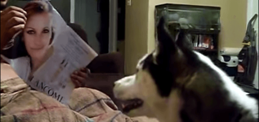 近づきたいのに〜！ ジュリア・ロバーツが怖くてどうしようもないハスキー犬