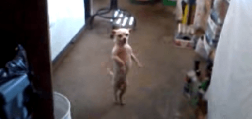 二本足で立ったまま音楽に合わせて魅惑のダンスを踊るチワワにメロメロ