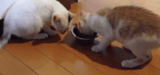 エサを譲りあう２匹の仔猫に隠された衝撃の真実とは…？