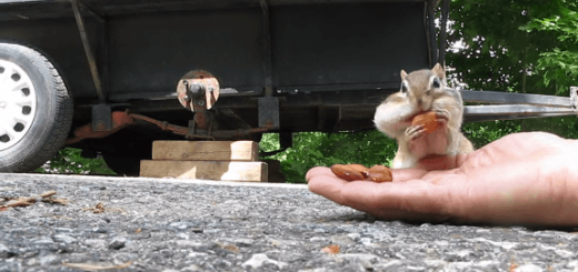 【ニヤニヤ動画】よくばりシマリスがアーモンドの詰め放題に挑戦