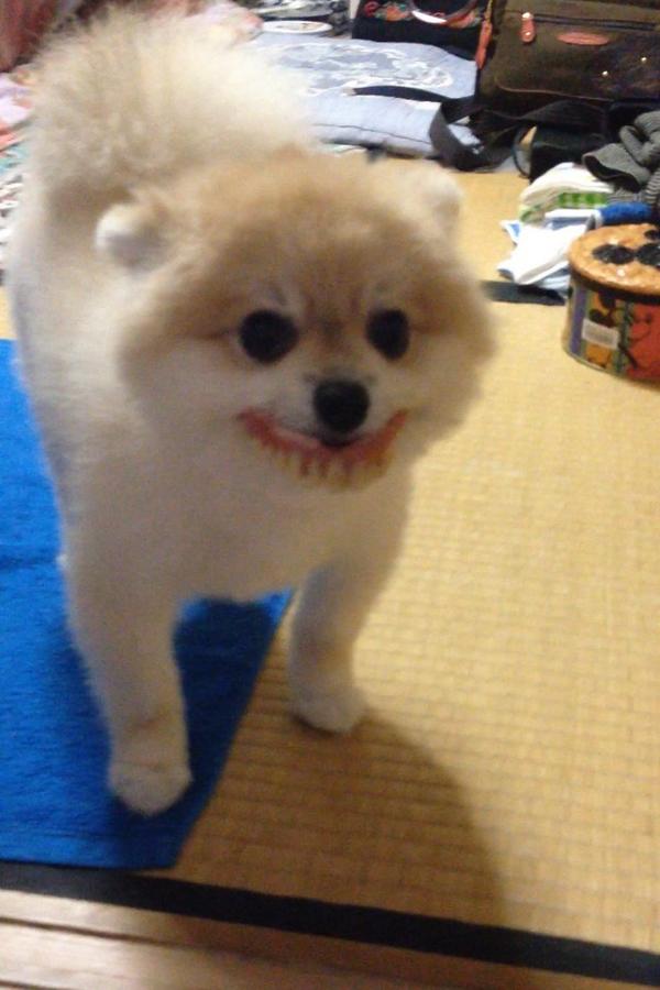 【笑撃】犬がおばあちゃんの入れ歯をくわえてきたんだけど……。
