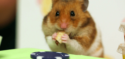 勝者はどっち!? 大食いチャンピオンVSハムスターのホットドッグ一気食い対決