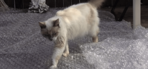 はじめての感触？ プチプチにビビるネコちゃんたちの反応にクスリ