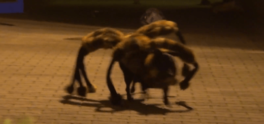 怖カワイイ！ 深夜、突如として現れた“巨大人喰いグモ”の正体とは……。