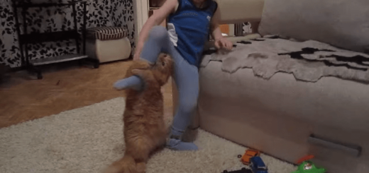 イタズラはやめるニャ！ 暴れる男の子に制裁を下すニャンコ