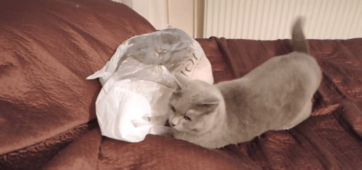 【４秒の衝撃】ビニール袋をゴソゴソするニャンコに起きた悲劇のハプニング