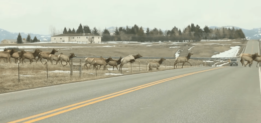 柵を越えられない１頭のヘラジカを静かに見守る群れの優しさに思わず感嘆