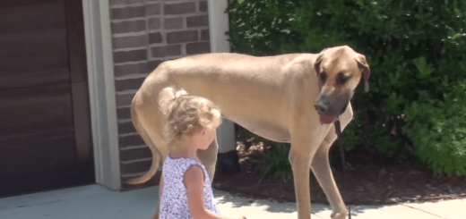 ついてきてる…？ 女の子を散歩にエスコースとする犬が紳士すぎる