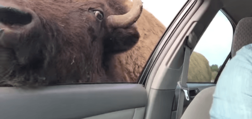 サファリパークで餌を求める腹ペコバッファローの眼がマジで怖い